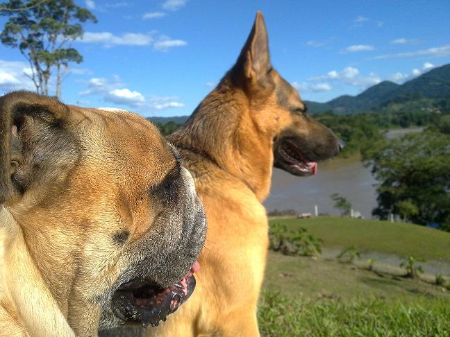 Bob e Thor