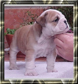Crush 2